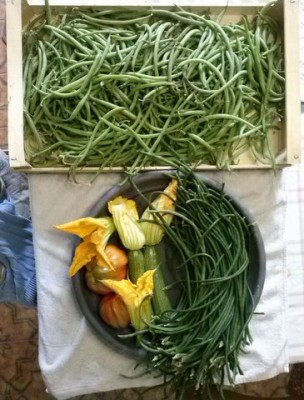 UN MISTO ,,,,STRINGHE ,FAGIOLINI , ZUCCHINI E 2 POMODORI DI QUESTI POCO / CAM00717.jpg CAM00717.jpg