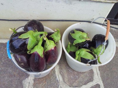 Melanzane / 20140731_095130.jpg 20140731_095130.jpg