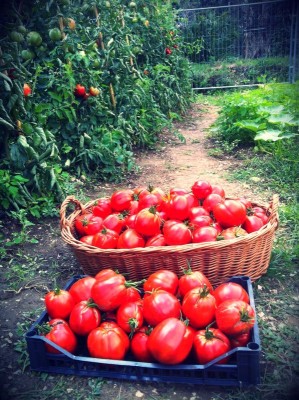 IMG-20140731-WA0003.jpg (146.52 KiB) Osservato 586 volte IMG-20140731-WA0003.jpg