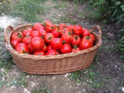 IMG-20140731-WA0007.jpg (147.13 KiB) Osservato 586 volte IMG-20140731-WA0007.jpg