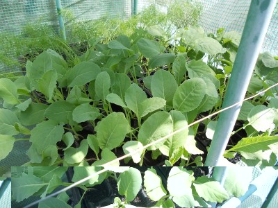 DSCN1548.JPG (300.28 KiB) Osservato 690 volte DSCN1548.JPG