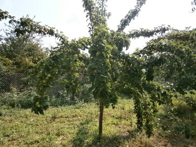 P7250102.JPG (300.47 KiB) Osservato 846 volte P7250102.JPG