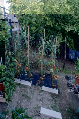 26 pomo.jpg (234.11 KiB) Osservato 618 volte 26 pomo.jpg