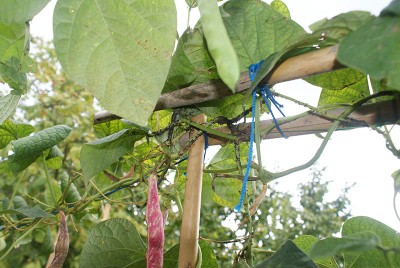 27 afidi.jpg (156.46 KiB) Osservato 618 volte 27 afidi.jpg