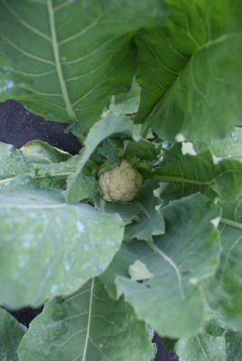 28 cavolfiori.jpg (92.46 KiB) Osservato 618 volte 28 cavolfiori.jpg