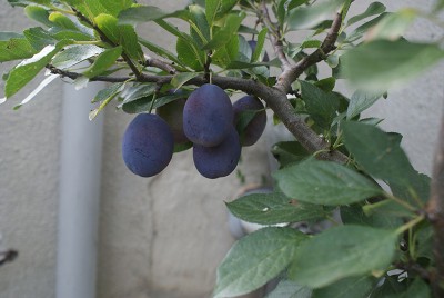 35 susine.jpg (101.08 KiB) Osservato 618 volte 35 susine.jpg