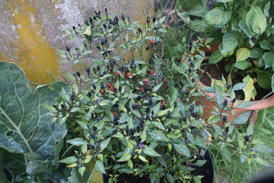 29 violetto.jpg (207.84 KiB) Osservato 618 volte 29 violetto.jpg