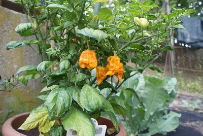 30 fatalii.jpg (170.99 KiB) Osservato 618 volte 30 fatalii.jpg