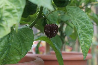 31 chocolate.jpg (92.31 KiB) Osservato 618 volte 31 chocolate.jpg