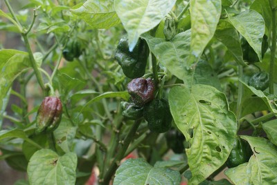 32 chocolate.jpg (130.99 KiB) Osservato 618 volte 32 chocolate.jpg