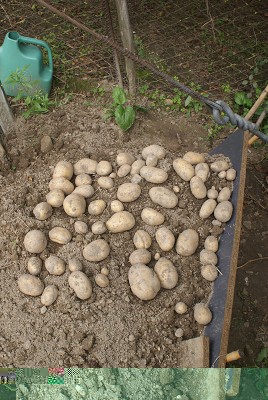 33 patate.jpg (210.58 KiB) Osservato 618 volte 33 patate.jpg