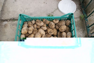 34 patate.jpg (165.89 KiB) Osservato 618 volte 34 patate.jpg