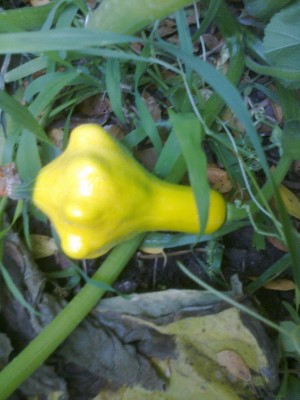 foto0702.jpg (168.92 KiB) Osservato 890 volte foto0702.jpg