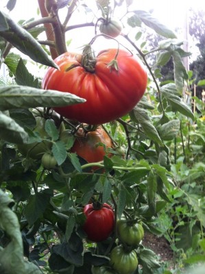 IMG-20140806-WA0002.jpg (90.42 KiB) Osservato 614 volte IMG-20140806-WA0002.jpg