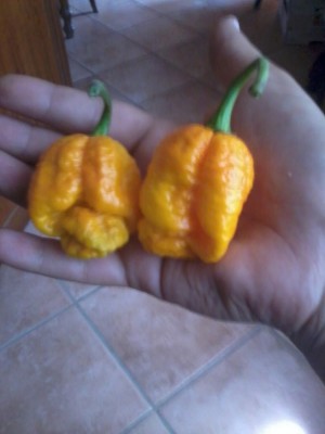 20140811_134905.jpg (146.53 KiB) Osservato 568 volte 20140811_134905.jpg