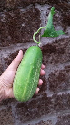 Cetrioli / 80_2014.jpg 80_2014.jpg