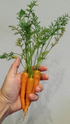 Le "Baby carrot" / 81_2014.jpg 81_2014.jpg