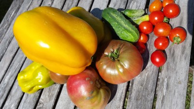 Raccolta giornaliera... che colori! / 82_2014.jpg 82_2014.jpg