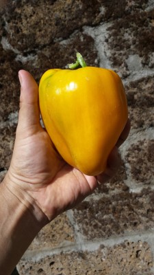 Peperoni gialli / 83_2014.jpg 83_2014.jpg