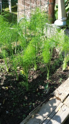 I finocchi / 85_2014.jpg 85_2014.jpg