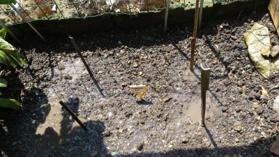 I piselli / 89_2014.jpg 89_2014.jpg