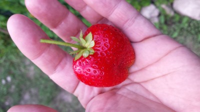 Le fragole / 90_2014.jpg 90_2014.jpg