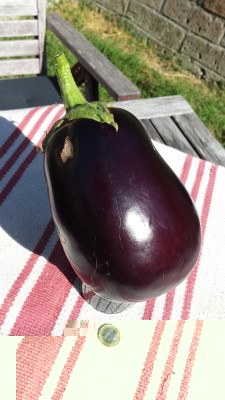 Melanzana BIG / 93_2014.jpg 93_2014.jpg