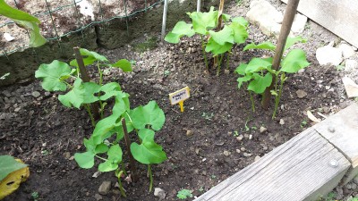 I piselli crescono!! / 91_2014.jpg 91_2014.jpg