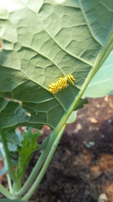 Uova sotto il broccolo / 86_2014.jpg 86_2014.jpg