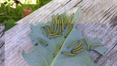 Ospiti indesiderati nati dalle uova / 94_2014.jpg 94_2014.jpg