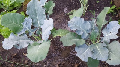 I broccoli salvi / 96_2014.jpg 96_2014.jpg