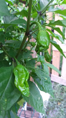 Trinidad Red Scorpion / 95_2014.jpg 95_2014.jpg
