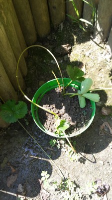 Moltiplichiamo fragole / 87_2014.jpg 87_2014.jpg