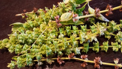 Fiori di basilico / 97_2014.jpg 97_2014.jpg