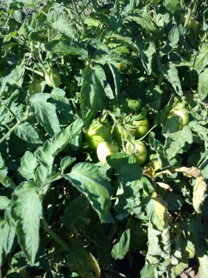 i rio grande sono ancora verdi.... producono tantissimo, nn li avevo mai messi... / DSC00016.jpg DSC00016.jpg