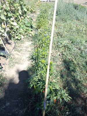 peperoncini misti, tutti annuum / DSC00017.jpg DSC00017.jpg