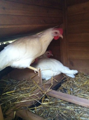 IMG-20140818-WA0003.jpg (78.45 KiB) Osservato 619 volte IMG-20140818-WA0003.jpg