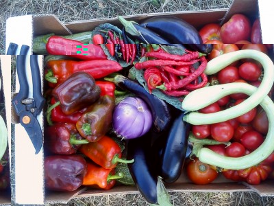 DSC_2042.jpg (234.89 KiB) Osservato 600 volte DSC_2042.jpg