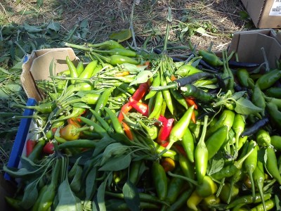 DSC_2046.jpg (270.4 KiB) Osservato 600 volte DSC_2046.jpg