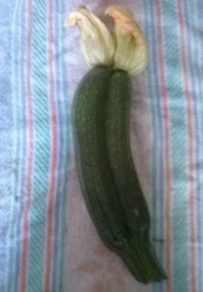 zucchini che si accoppiano che nasce :) / CAM00798.jpg CAM00798.jpg