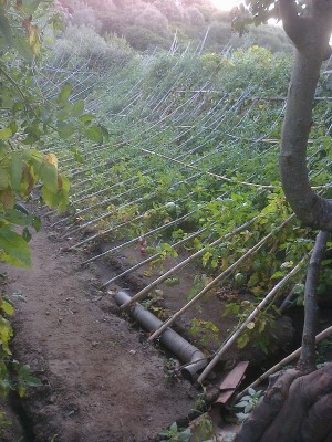 foto0797.jpg (283.64 KiB) Osservato 991 volte foto0797.jpg