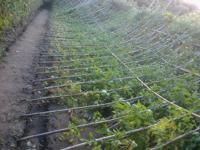 foto0798.jpg (311.73 KiB) Osservato 991 volte foto0798.jpg