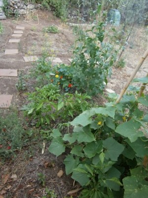 Aiuola rigogliosa / im rid.jpg im rid.jpg