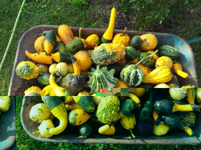 Zucche ornamentali / 20140906_093603.jpg 20140906_093603.jpg