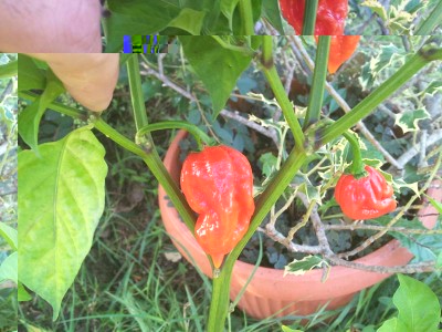 C. chinense / 20140906_090634.jpg 20140906_090634.jpg