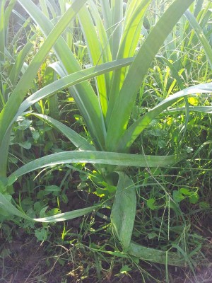 Porri / 20140906_091258.jpg 20140906_091258.jpg