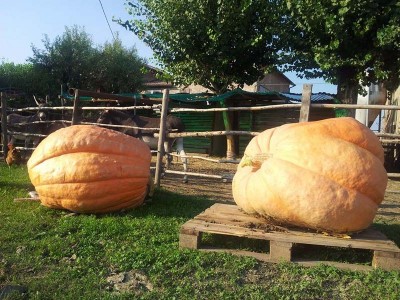 Atlantic giant / 10653297_10204849493546849_8120524826835616759_n.jpg 10653297_10204849493546849_8120524826835616759_n.jpg