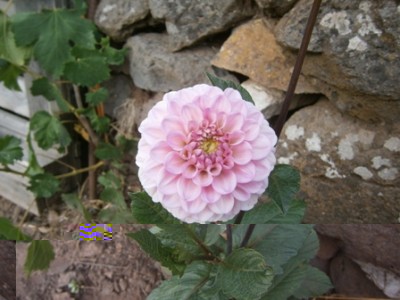 dahlia.jpg (84.64 KiB) Osservato 907 volte dahlia.jpg