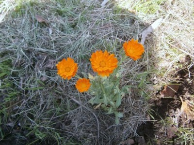 rid.jpg (84.57 KiB) Osservato 907 volte rid.jpg