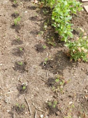 01.jpg (59.31 KiB) Osservato 703 volte 01.jpg